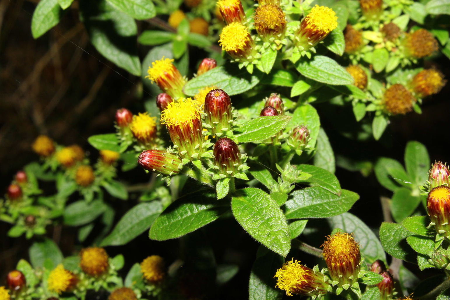 Inula conyzae